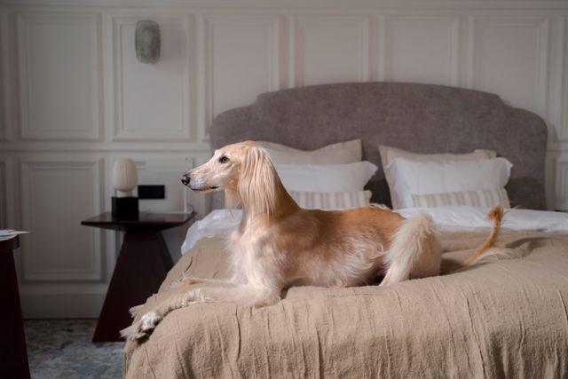 Los mejores hoteles pet friendly de España para viajar con tu perro